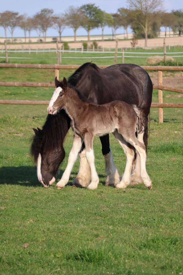 Puledra Shire In vendita 2026 Nero ,  Ruskington Quantum Lad