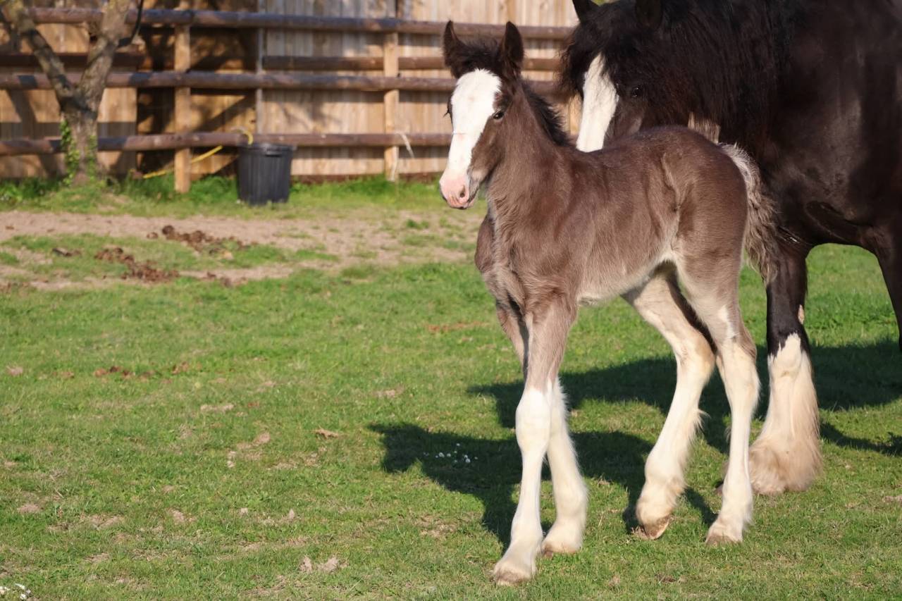 Puledra Shire In vendita 2026 Nero ,  Ruskington Quantum Lad
