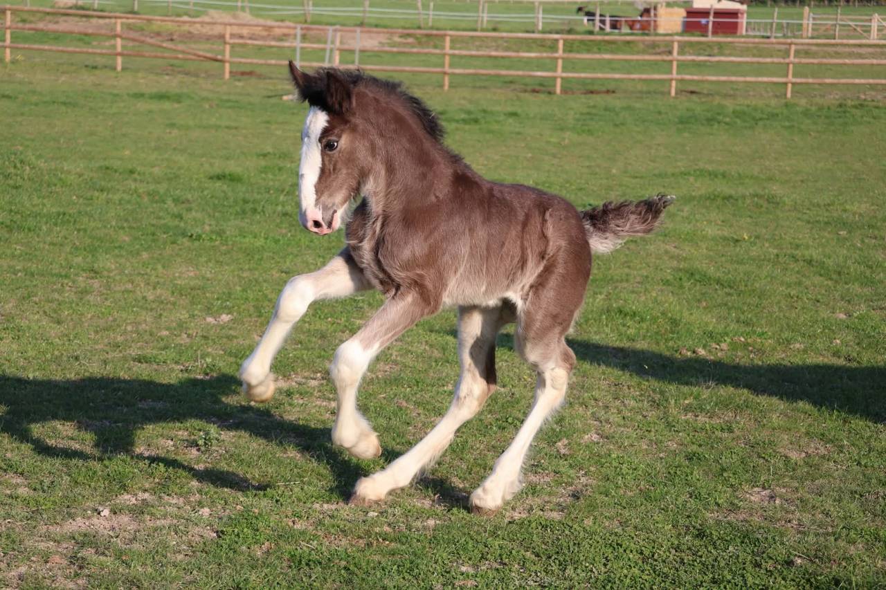 Puledra Shire In vendita 2026 Nero ,  Ruskington Quantum Lad