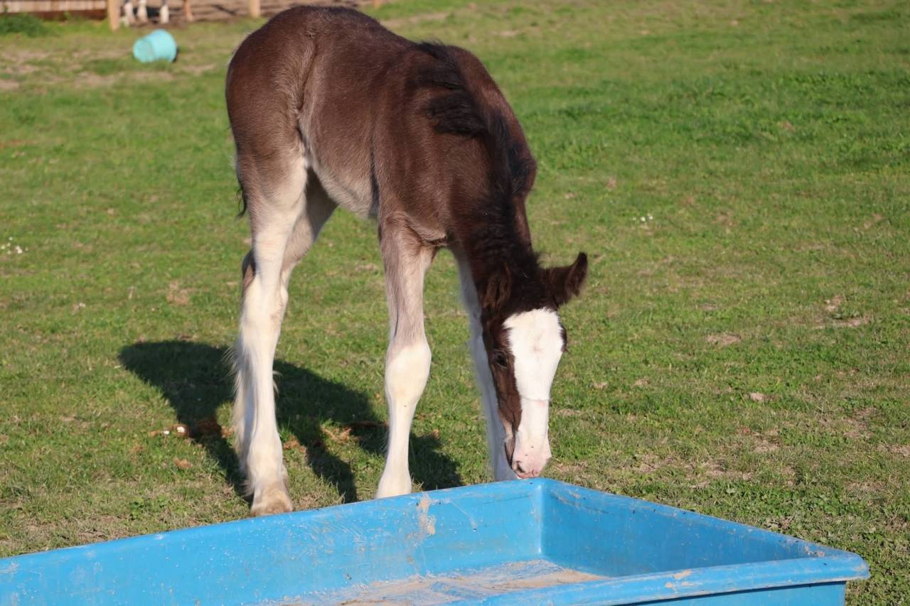 Puledra Shire In vendita 2026 Nero ,  Ruskington Quantum Lad