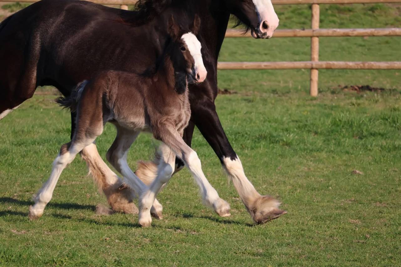 Puledra Shire In vendita 2026 Nero ,  Ruskington Quantum Lad