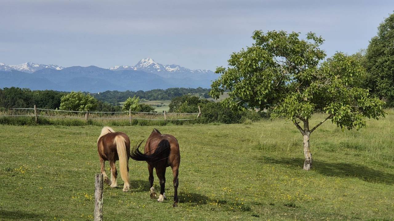 Propriet&agrave; equestre In vendita Haute-Garonne