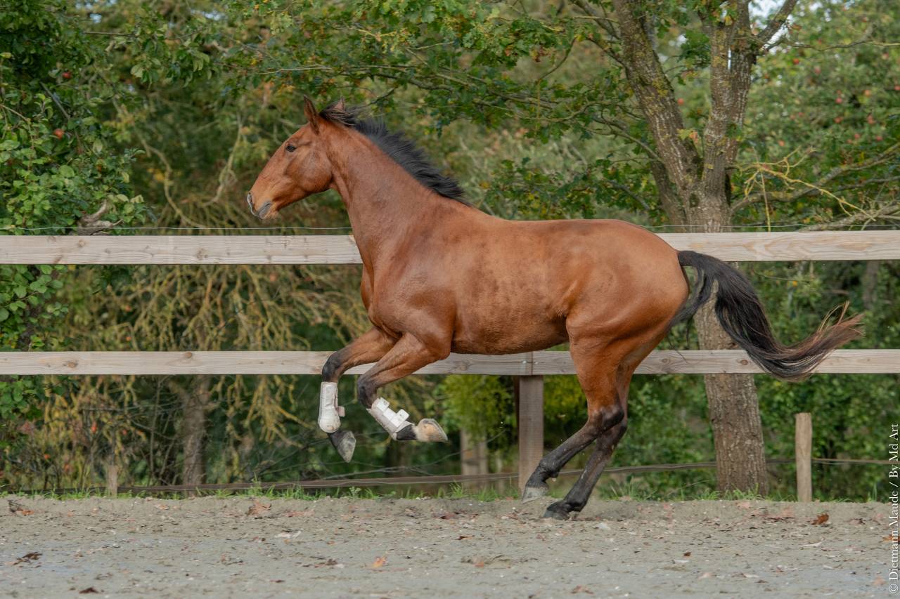 Castrone Lusitano In vendita 2019 Baio