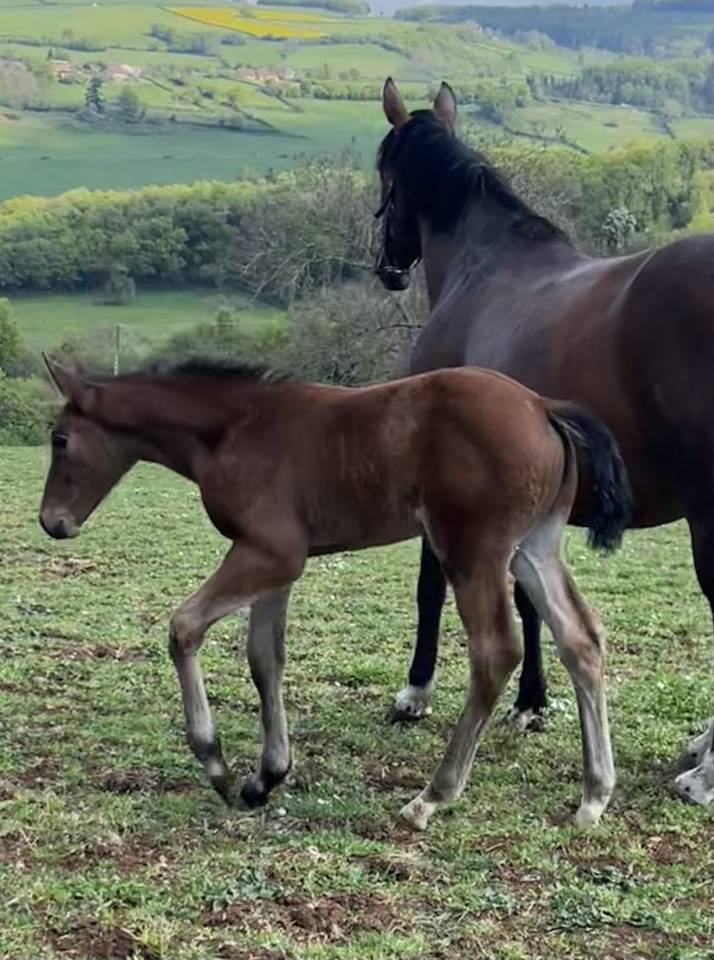 Puledra Sella Francese In vendita 2026 Baio