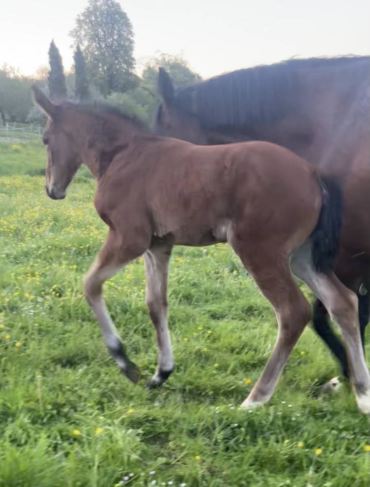 Puledra Sella Francese In vendita 2026 Baio