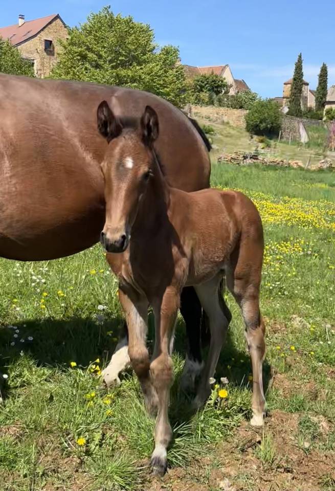 Puledra Sella Francese In vendita 2026 Baio