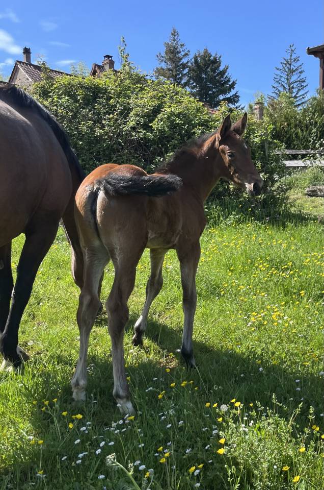 Puledra Sella Francese In vendita 2026 Baio