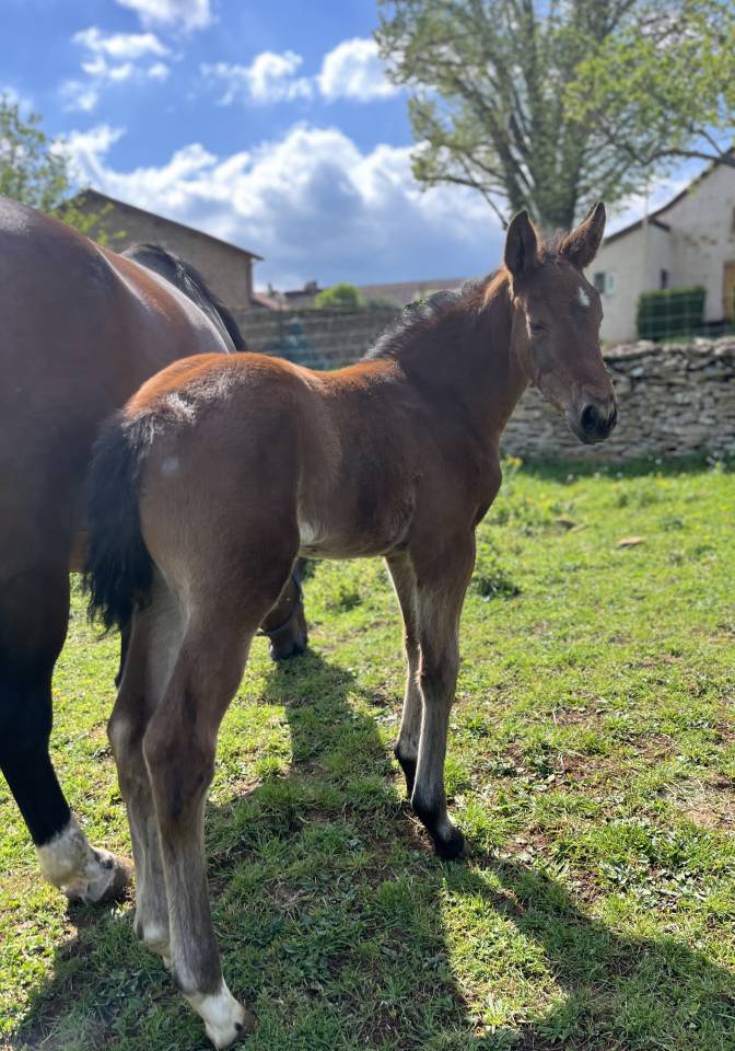 Puledra Sella Francese In vendita 2026 Baio