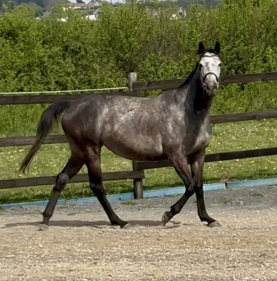 Fattrice Purosangue In vendita 2020 Grigio