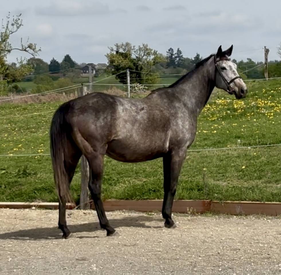 Fattrice Purosangue In vendita 2020 Grigio