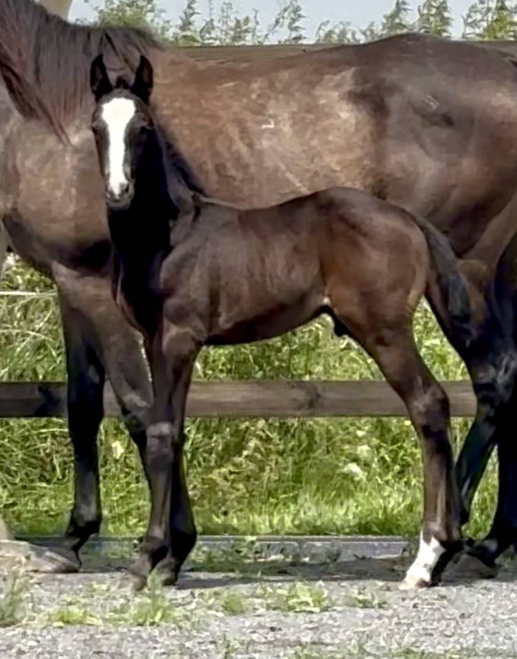 Fattrice Purosangue In vendita 2020 Grigio