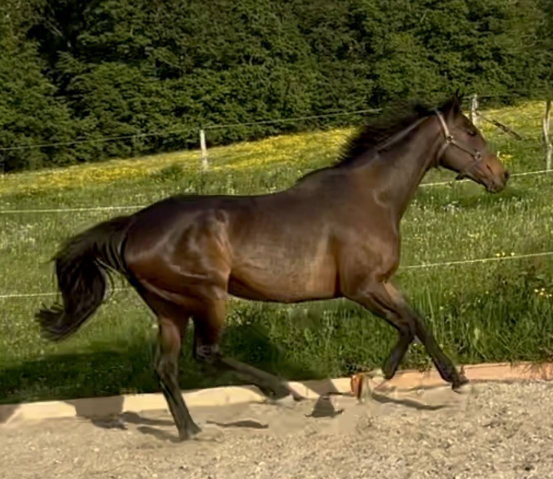Fattrice Purosangue Inglese In vendita 2015 Baio scuro