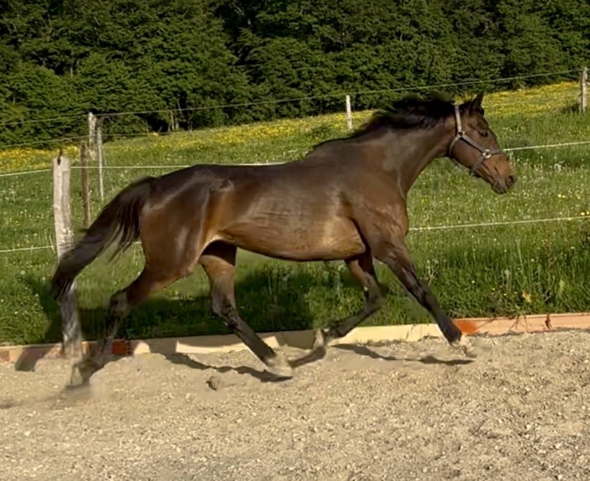 Fattrice Purosangue Inglese In vendita 2015 Baio scuro