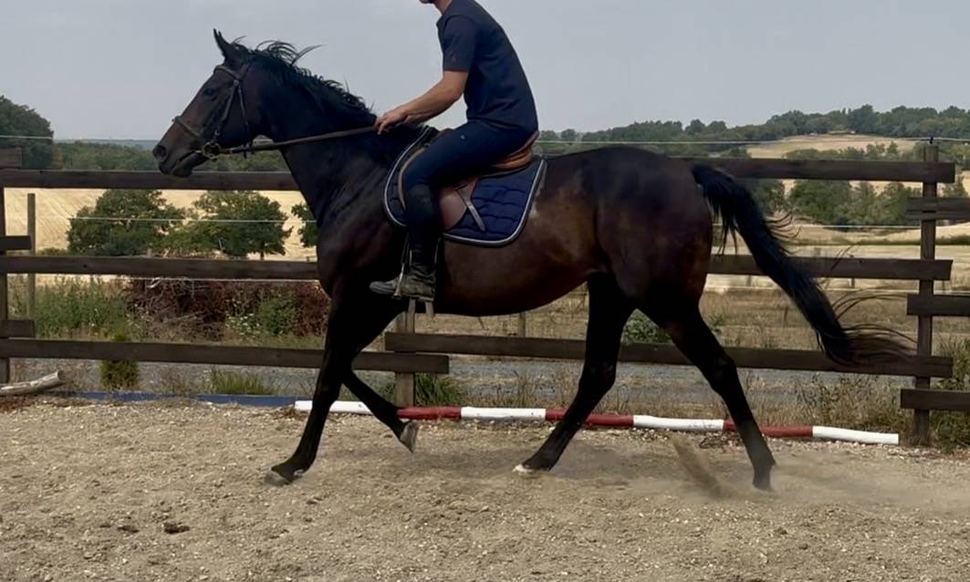 Cavalla Purosangue Inglese In vendita 2015 Baio scuro