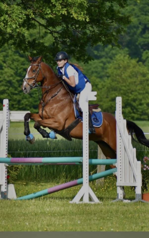 Castrone Anglo-Arabo In vendita 2015 Baio