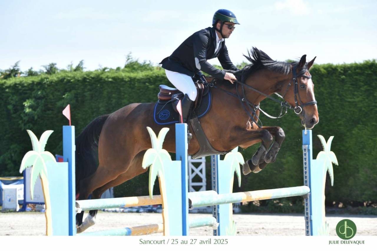 Castrone Anglo-Arabo In vendita 2015 Baio