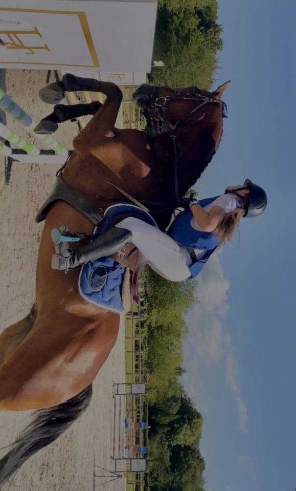 Castrone Anglo-Arabo In vendita 2015 Baio