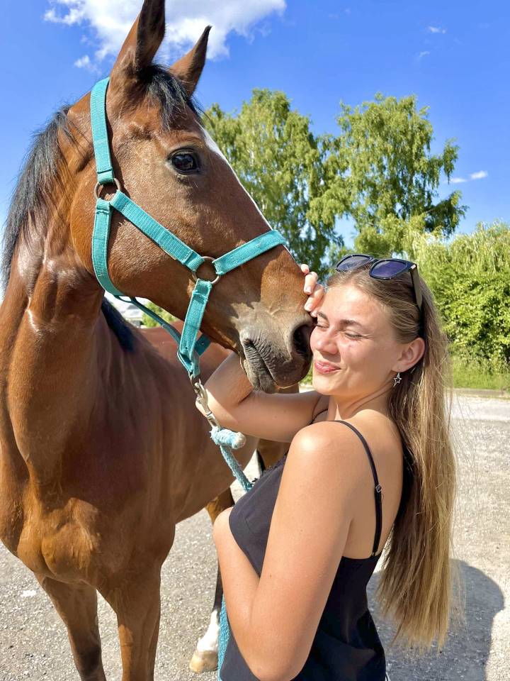 Castrone Anglo-Arabo In vendita 2015 Baio