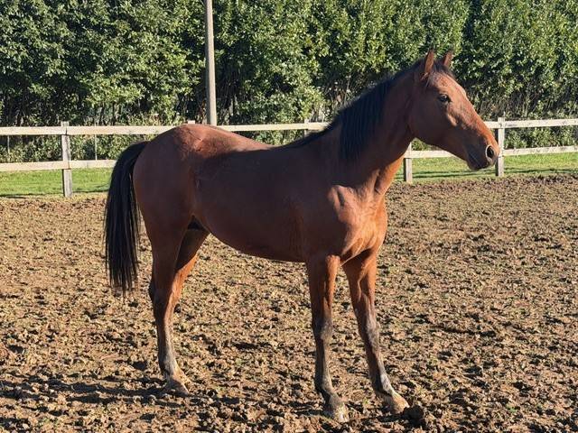 Puledro da salto ostacoli &ndash; ottimo pedigree 