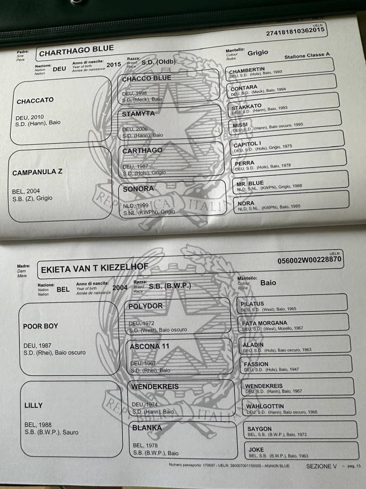 Puledro da salto ostacoli &ndash; ottimo pedigree 