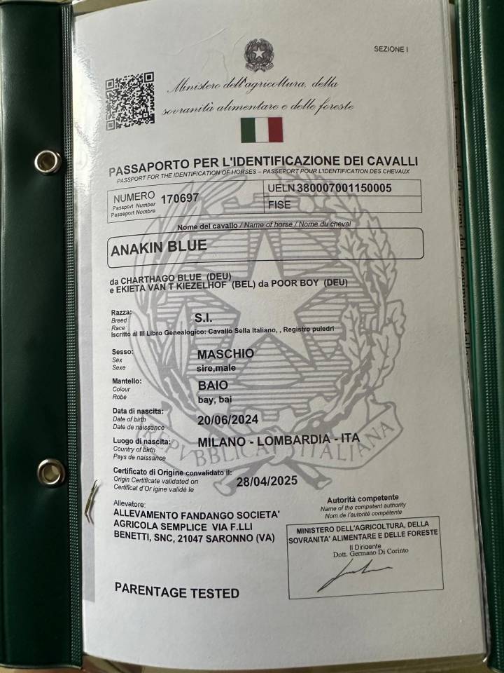 Puledro da salto ostacoli &ndash; ottimo pedigree 