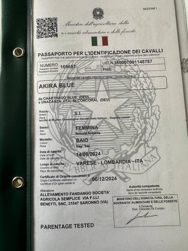 Vendo Puledra da salto ostacoli &ndash; ottimo pedigree 