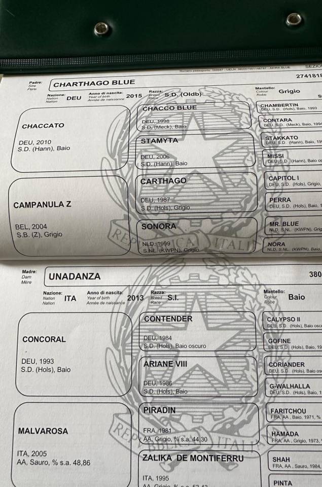 Vendo Puledra da salto ostacoli &ndash; ottimo pedigree 