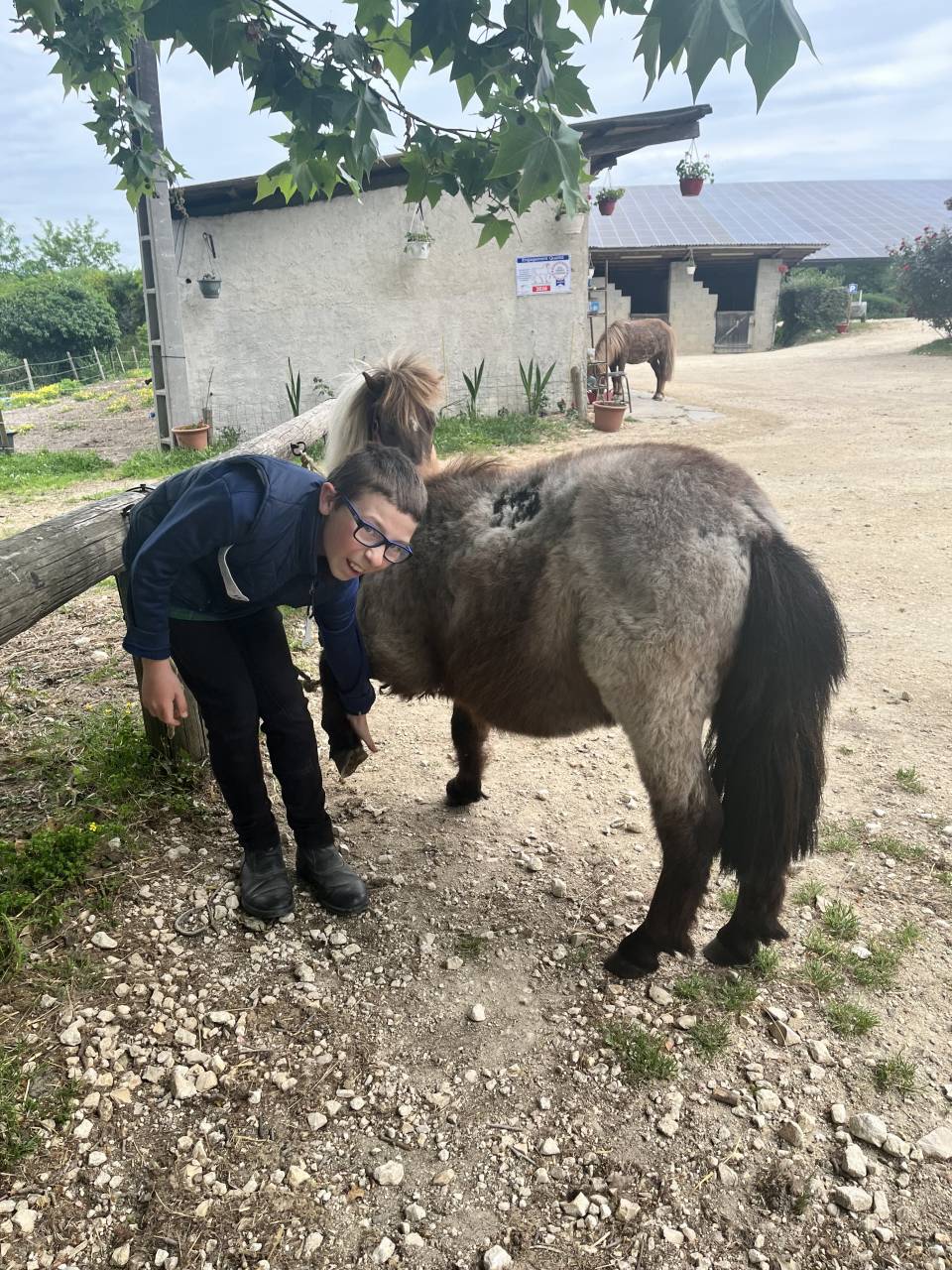 Castrone Shetland In vendita 2024 Aub&egrave;re ,  Cromignon d&rsquo;Alix