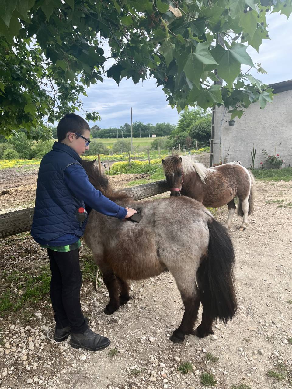 Castrone Shetland In vendita 2024 Aub&egrave;re ,  Cromignon d&rsquo;Alix