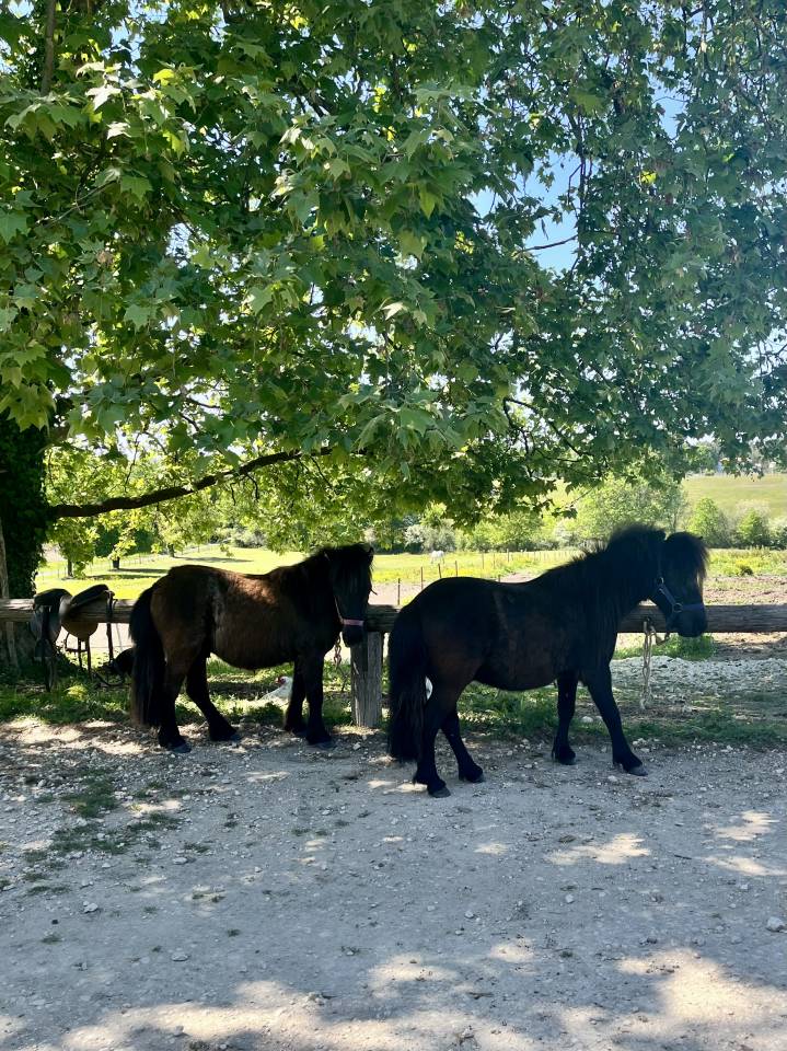 Castrone Shetland In vendita 2024 Baio ,  Cromignon d&rsquo;Alix