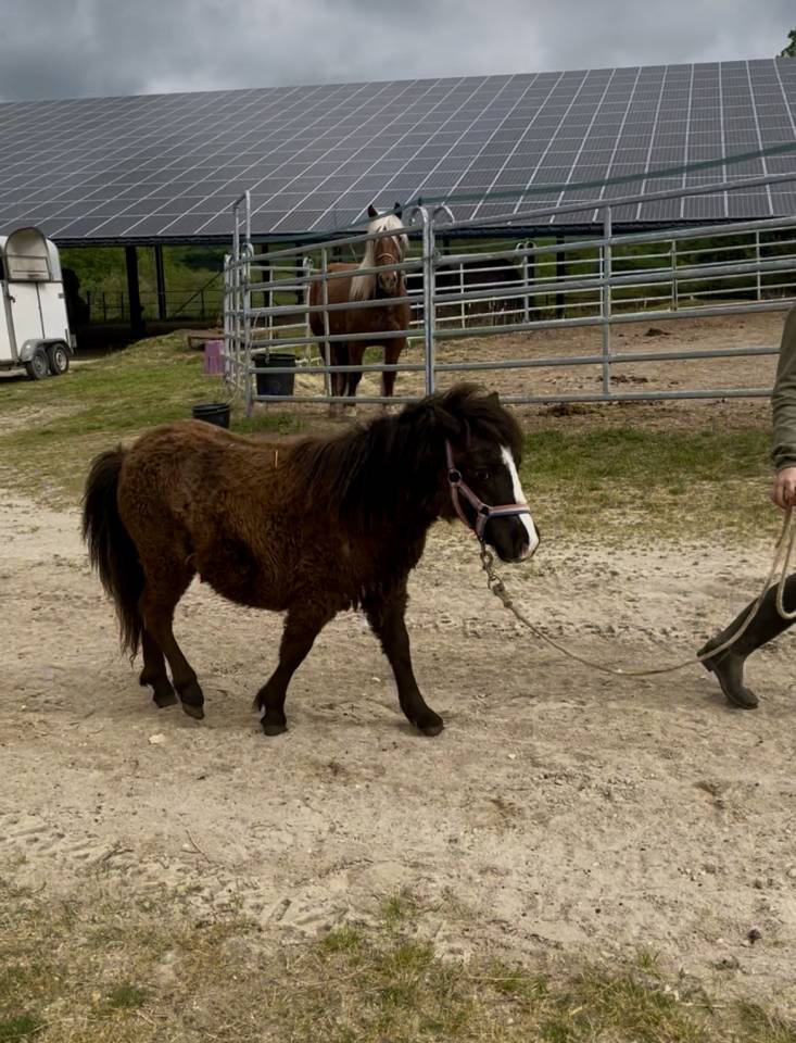 Puledra Shetland In vendita 2025 Baio