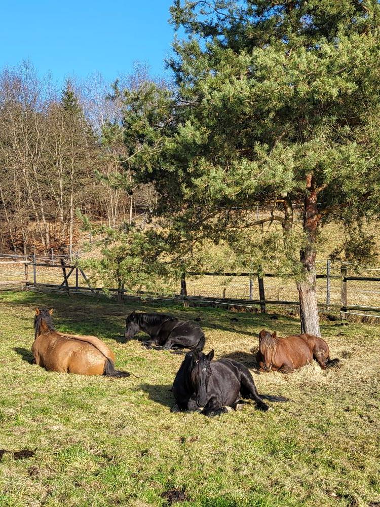 Propriet&agrave; equestre In vendita 