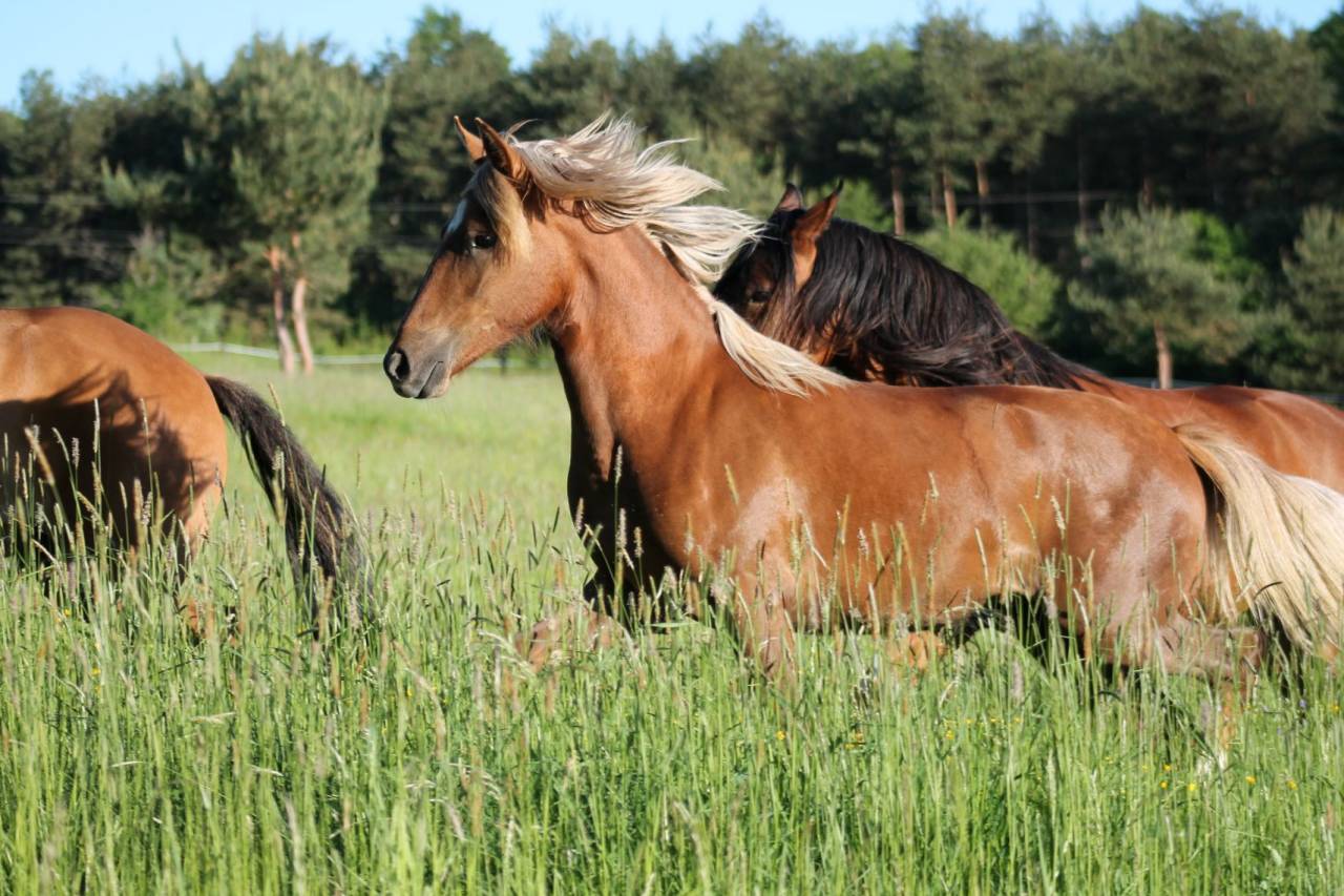 Propriet&agrave; equestre In vendita 