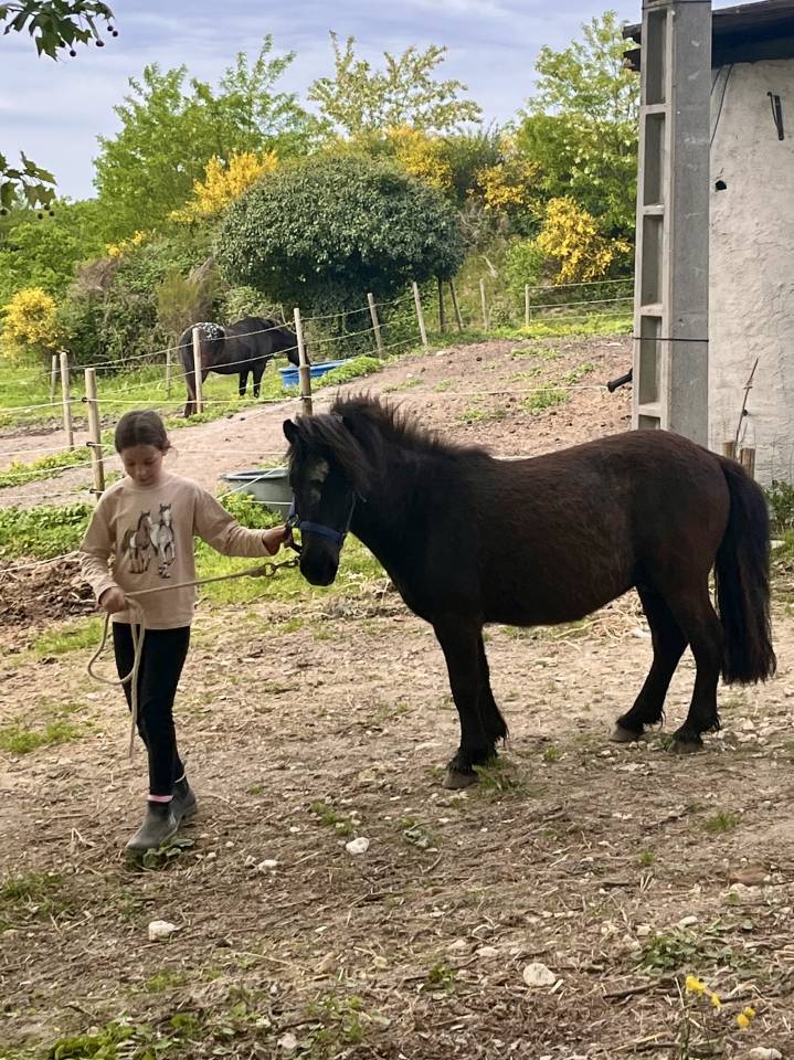 Castrone Shetland In vendita 2022 Baio