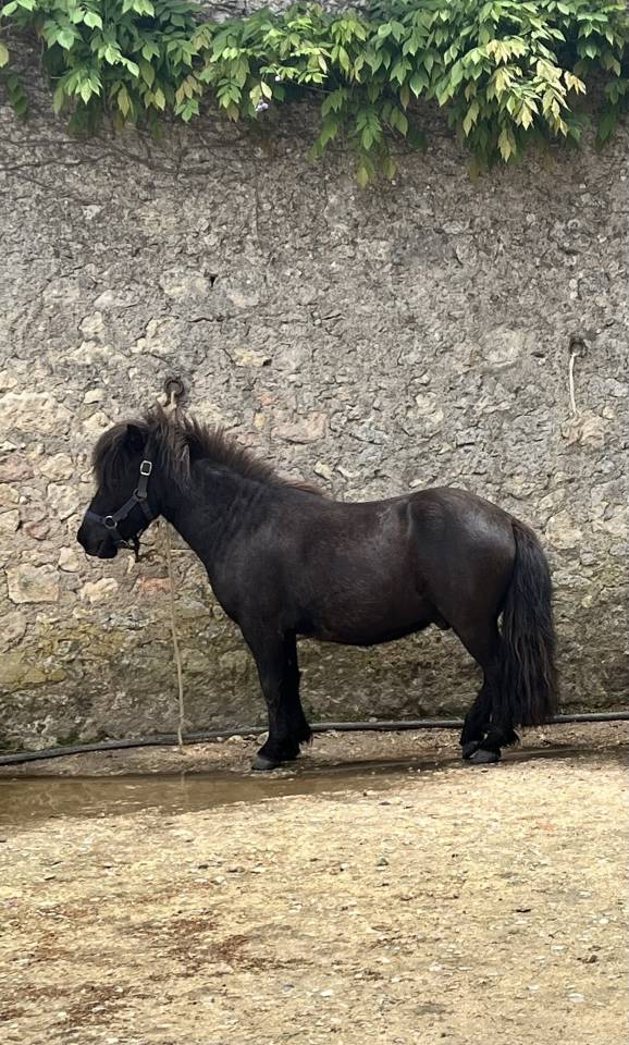 Castrone Shetland In vendita 2022 Baio