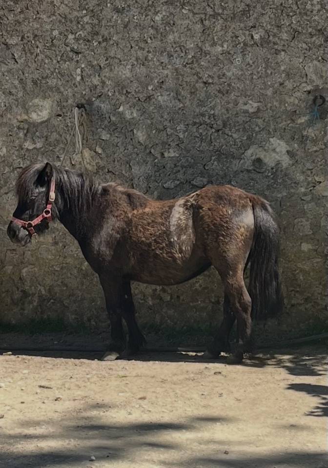 Puledra Origine non conosciuta  In vendita 2023 Baio ,  Cromignon d&rsquo;Alix PP