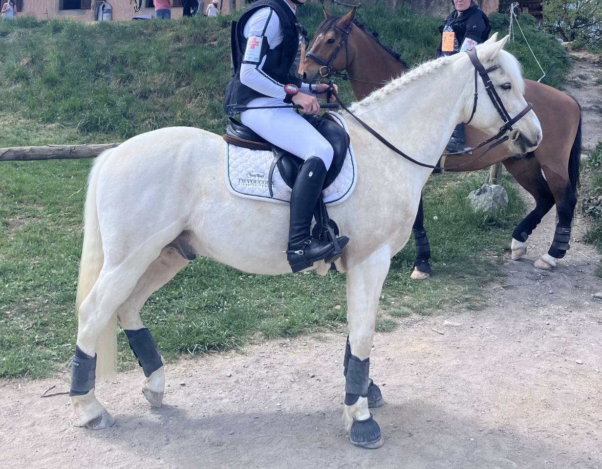 Castrone PFS Pony Francese da Sella In vendita 2017 Palomino ,  SNOOPY DES ETISSES (PFS)