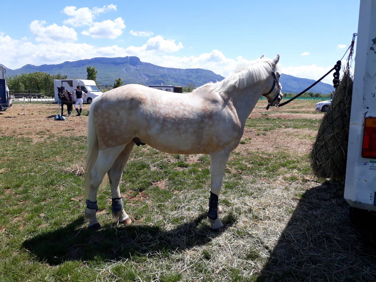 Castrone PFS Pony Francese da Sella In vendita 2017 Palomino ,  SNOOPY DES ETISSES (PFS)