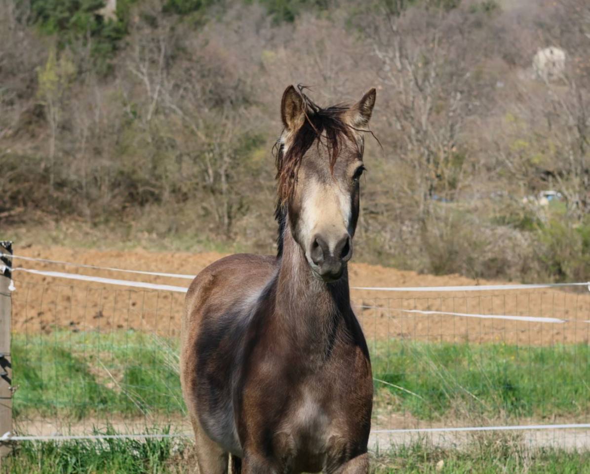 Cavalla PFS Pony Francese da Sella In vendita 2024 Isabella