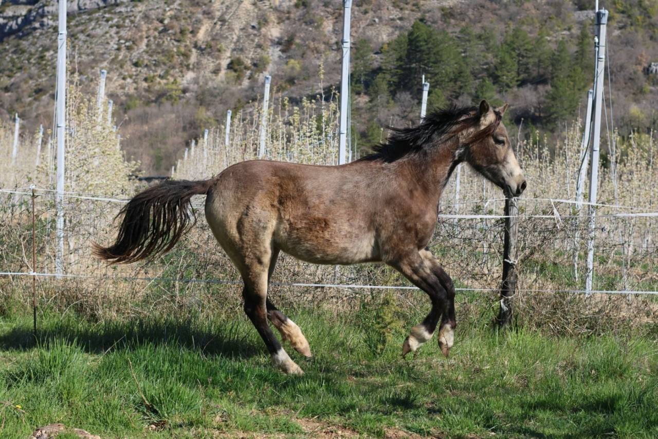 Cavalla PFS Pony Francese da Sella In vendita 2024 Isabella