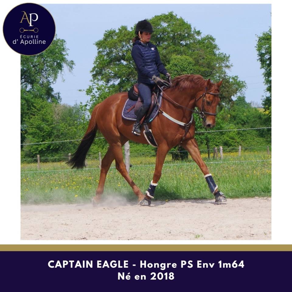 Castrone Purosangue In vendita 2018 Sauro