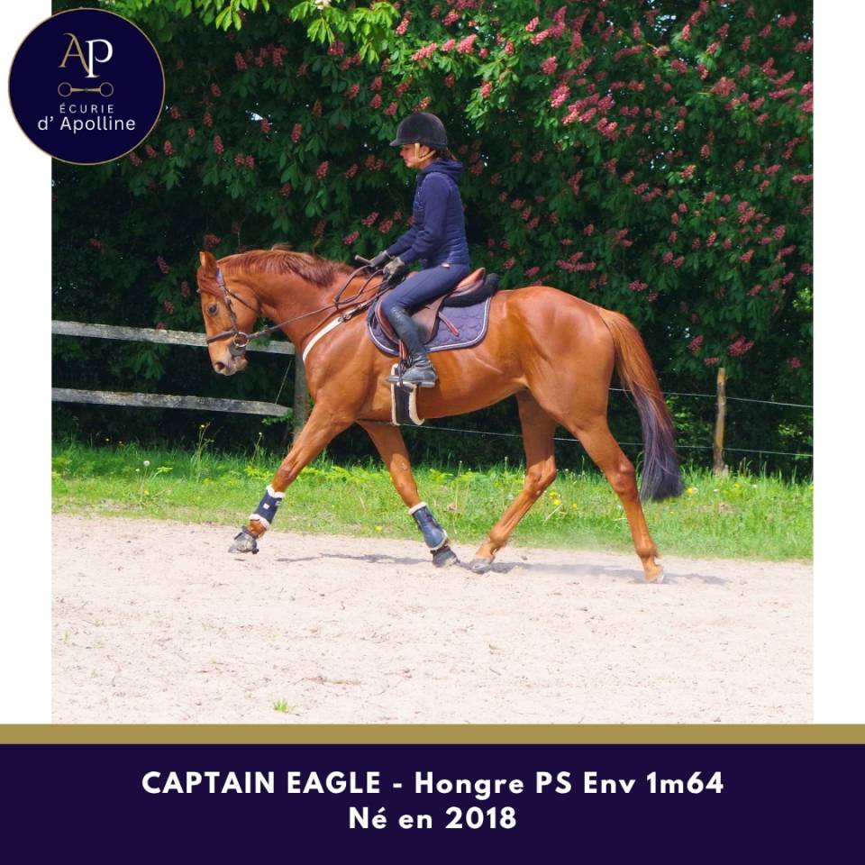 Castrone Purosangue In vendita 2018 Sauro