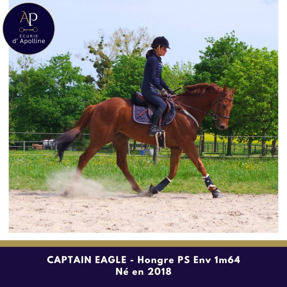 Castrone Purosangue In vendita 2018 Sauro