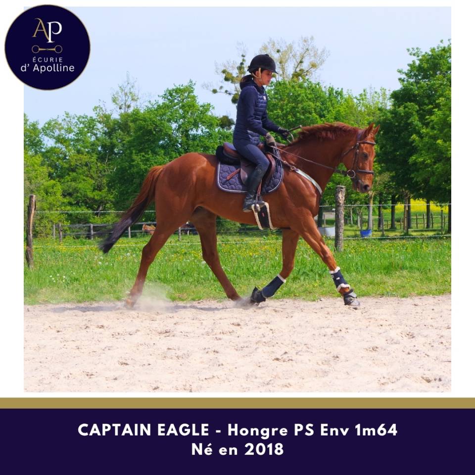 Castrone Purosangue In vendita 2018 Sauro