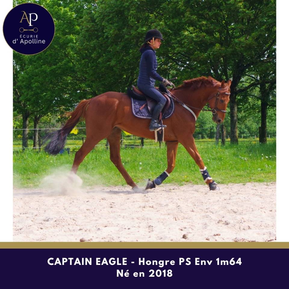 Castrone Purosangue In vendita 2018 Sauro