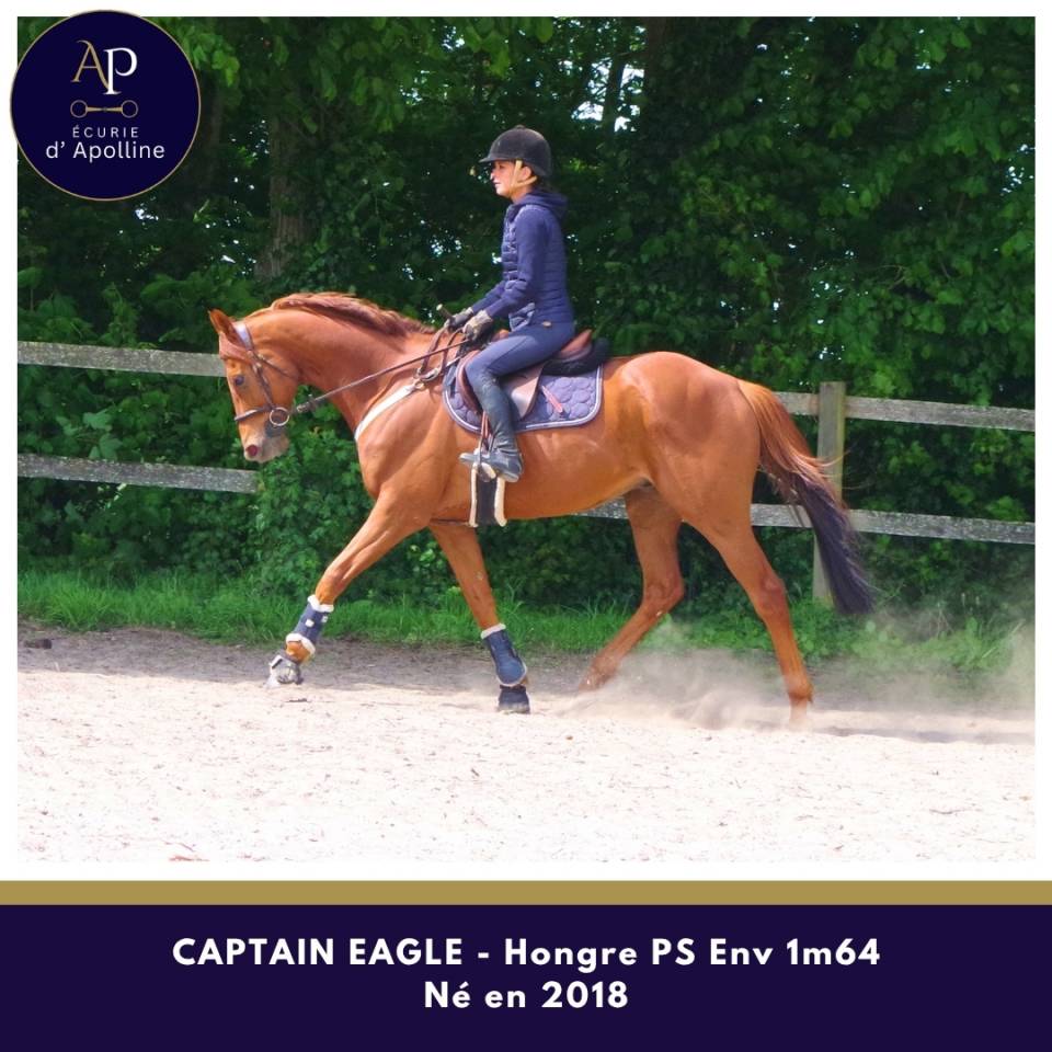 Castrone Purosangue In vendita 2018 Sauro