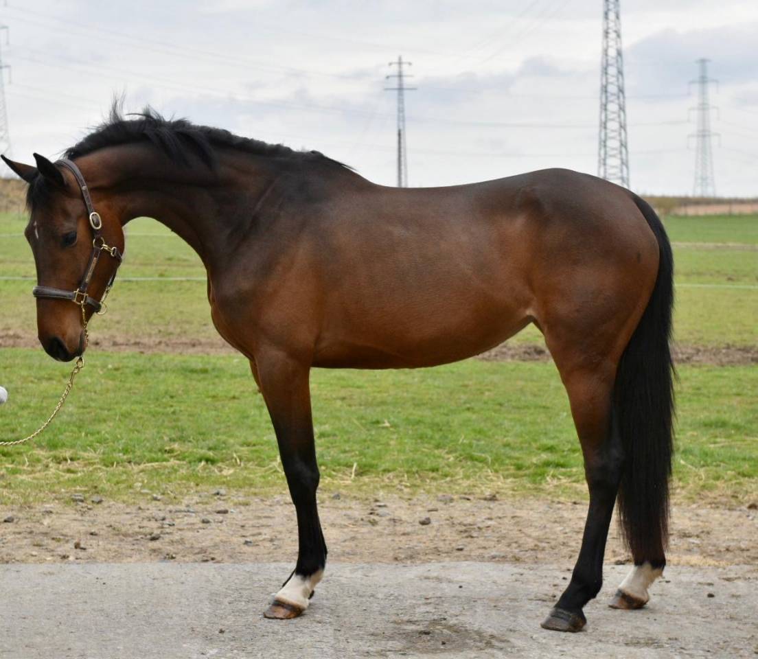 Cavalla Zangersheide In vendita 2022 Baio scuro