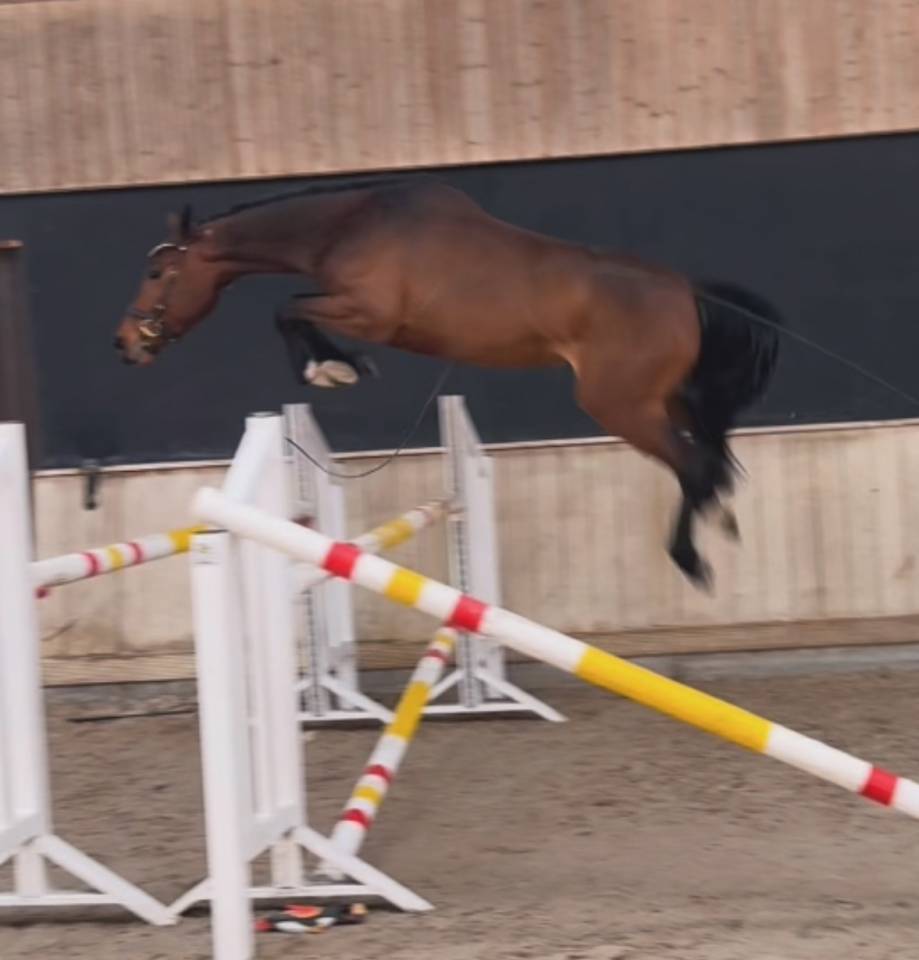 Cavalla Zangersheide In vendita 2022 Baio scuro