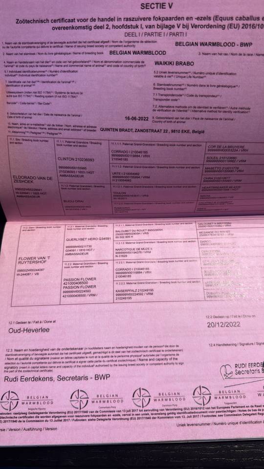 Cavalla Zangersheide In vendita 2022 Baio scuro