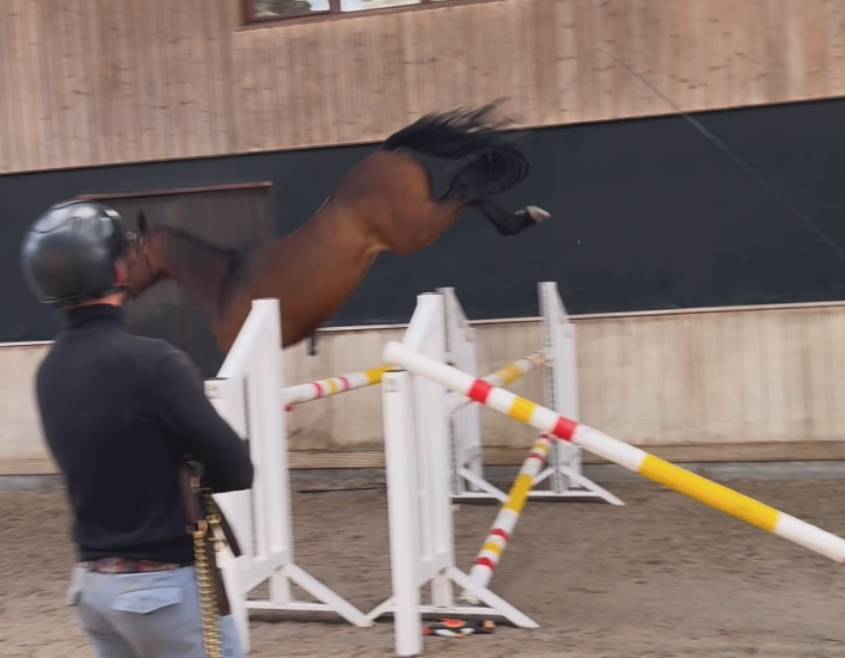 Cavalla Zangersheide In vendita 2022 Baio scuro